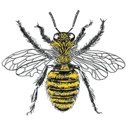 illawarra-bees