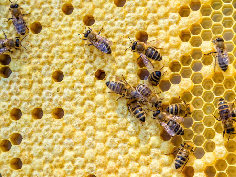 bee hive maintenance
