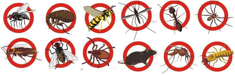 pest control illawarra wollongong