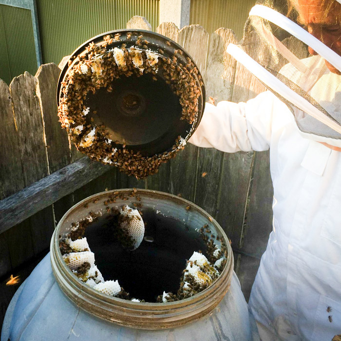 illawarra bees swarm removal services